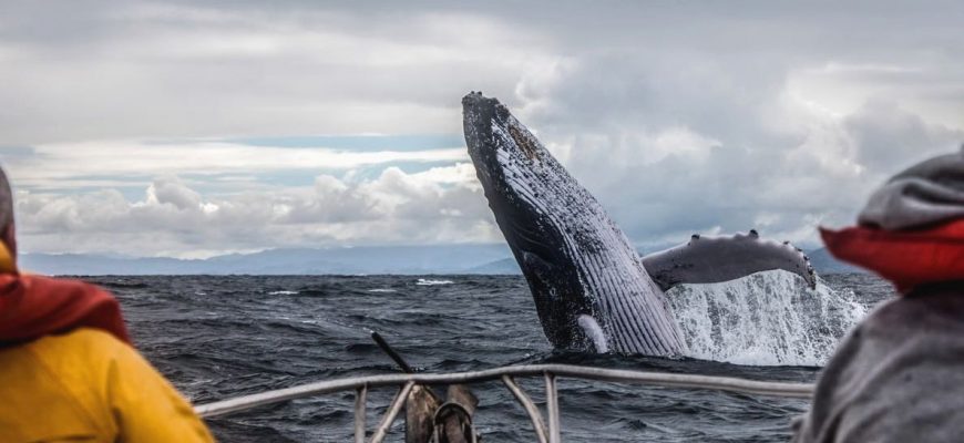 Где можно посмотреть китов в России